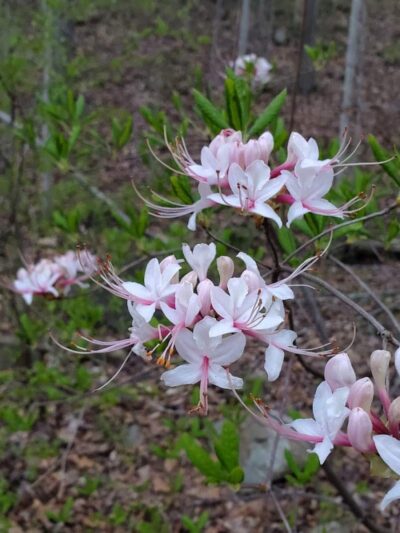Holmes Run Stream Valley Park - Lincolnia, VA