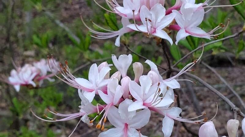 Holmes Run Stream Valley Park - Lincolnia, VA