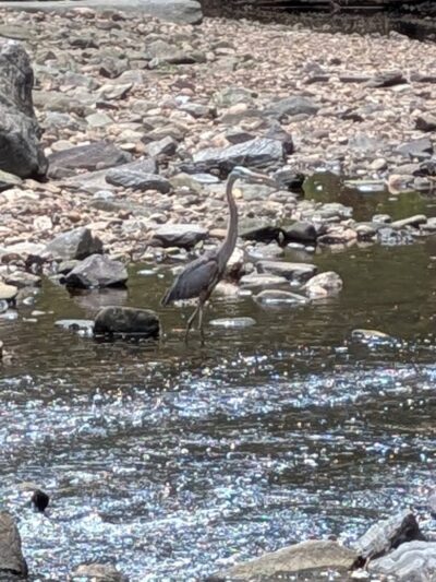 Holmes Run Stream Valley Park - Lincolnia, VA