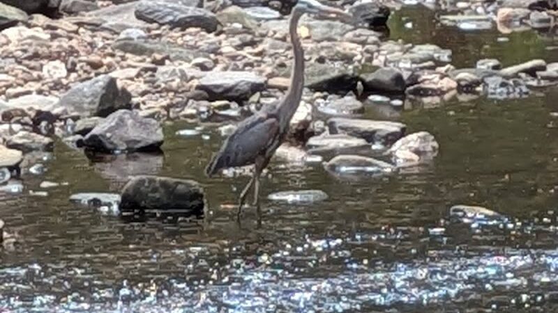 Holmes Run Stream Valley Park - Lincolnia, VA