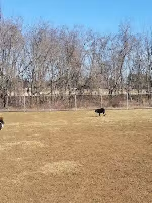 Thompson Park Off-Leash Dog Area - Lincroft, NJ