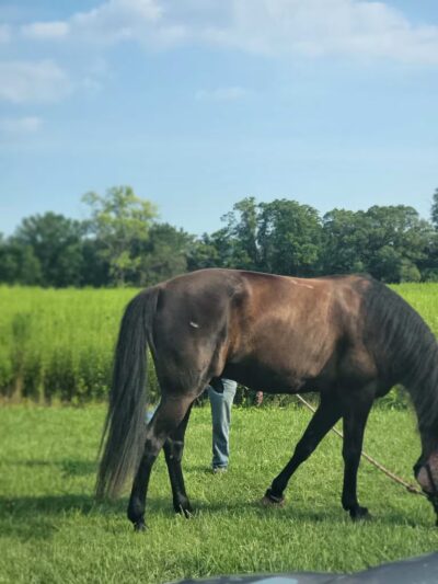 Thompson Park Off-Leash Dog Area - Lincroft, NJ