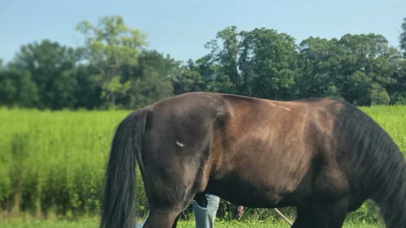 Thompson Park Off-Leash Dog Area - Lincroft, NJ