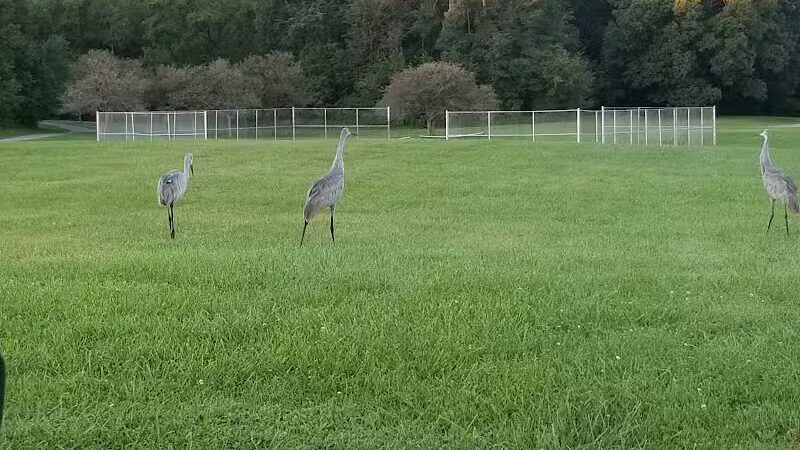 Linden County Park - Linden, MI