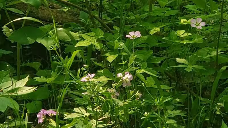 Linden County Park - Linden, MI