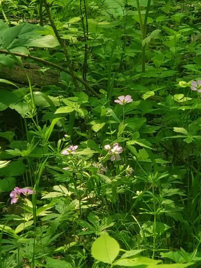 Linden County Park - Linden, MI