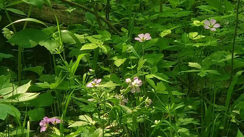 Linden County Park - Linden, MI
