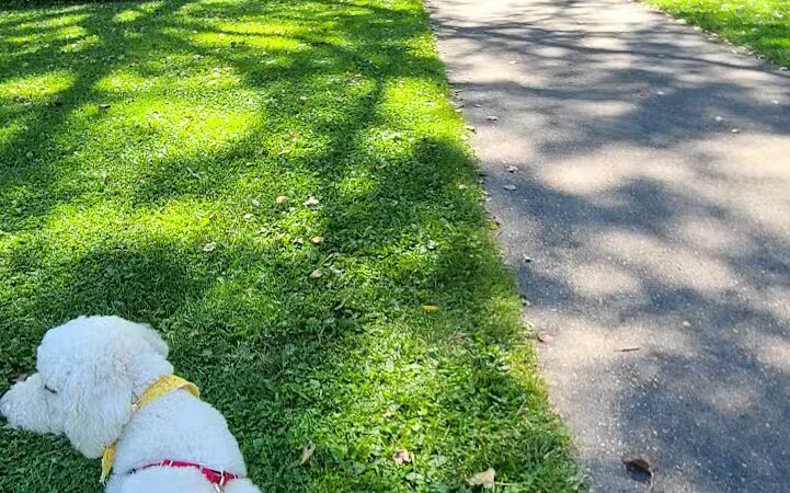 Linden County Park - Linden, MI