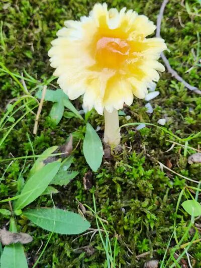 Linden County Park - Linden, MI