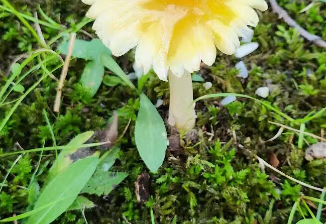 Linden County Park - Linden, MI