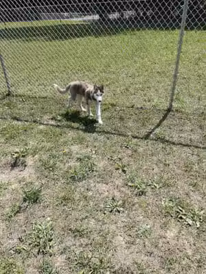 Lindenwold Dog Park - Lindenwold, NJ