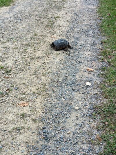 Allemansrätt park - Lindstrom, MN