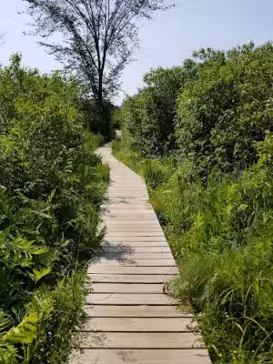 Little Pond Boardwalk Trail - Litchfield, CT