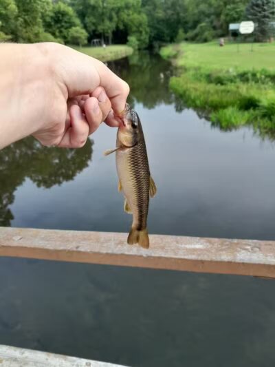 Fireman's Park - Litchfield,