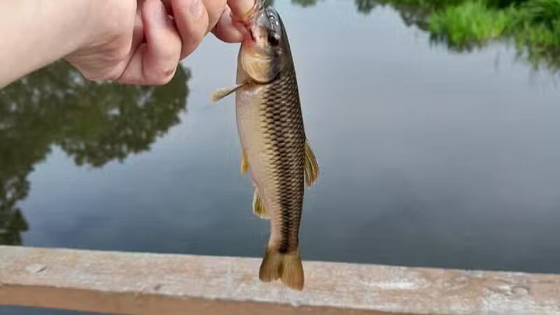 Fireman's Park - Litchfield,