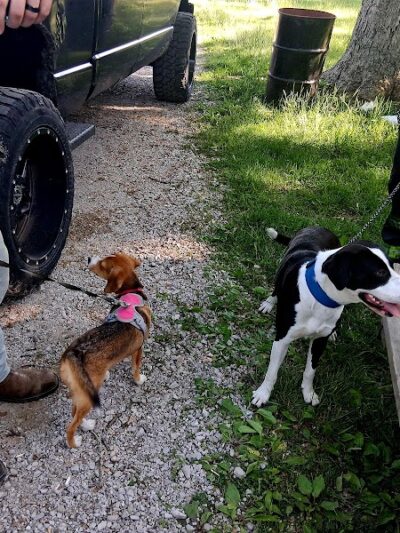Litchfield Dog Park - Litchfield, IL