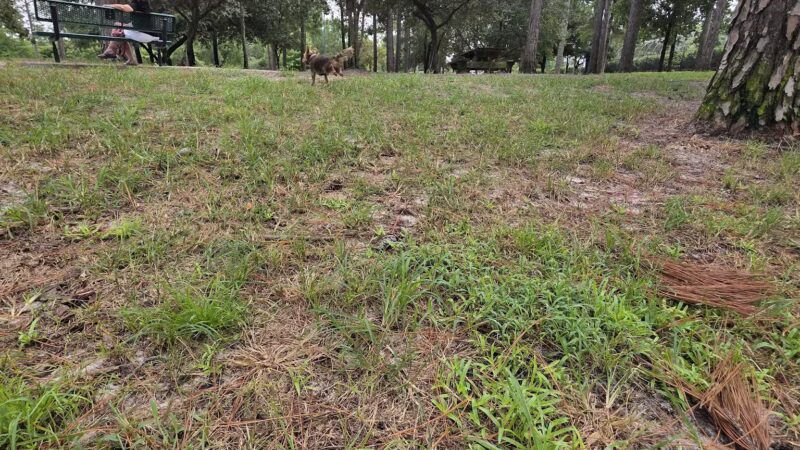 Waggin' Tales Dog Park - Little River, SC
