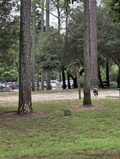 Waggin' Tales Dog Park - Little River, SC