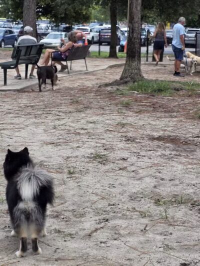 Waggin' Tales Dog Park - Little River, SC