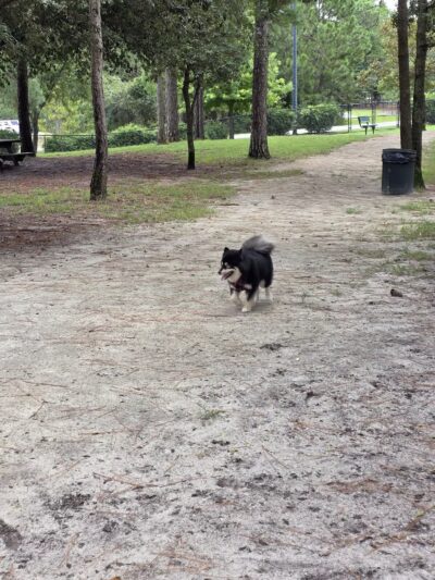 Waggin' Tales Dog Park - Little River, SC