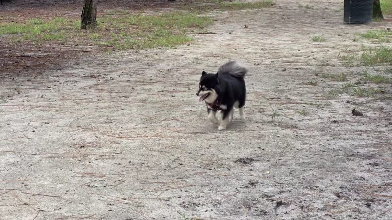 Waggin' Tales Dog Park - Little River, SC