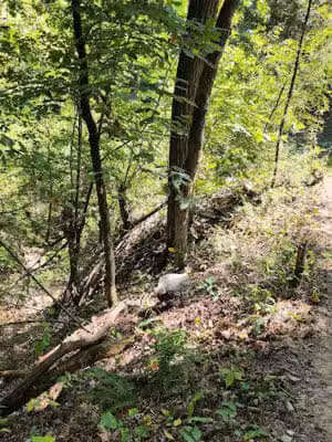 River Mountain Park - Little Rock, AR