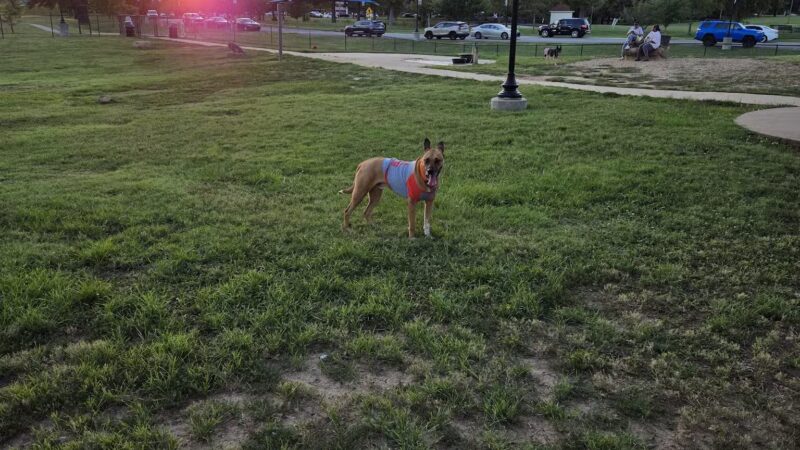 MacArthur Dog Park and Recreation - Little Rock, AR