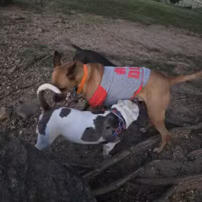 MacArthur Dog Park and Recreation - Little Rock, AR