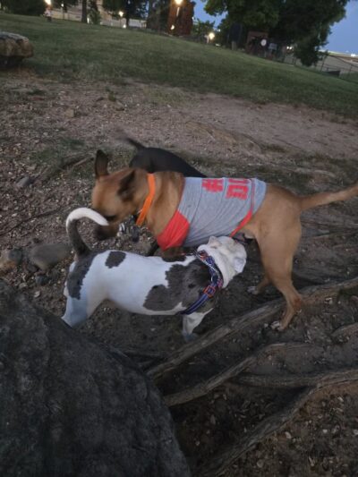 MacArthur Dog Park and Recreation - Little Rock, AR