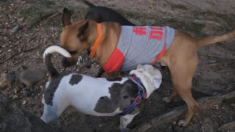 MacArthur Dog Park and Recreation - Little Rock, AR