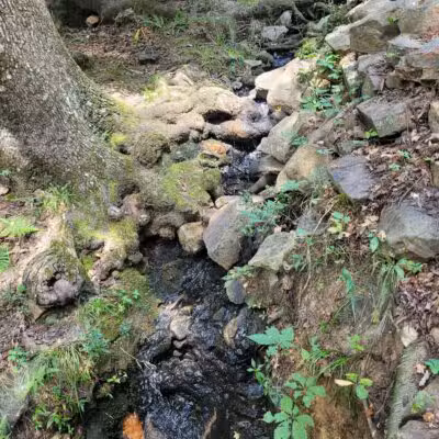 Rock Garden - Little Rock, AR