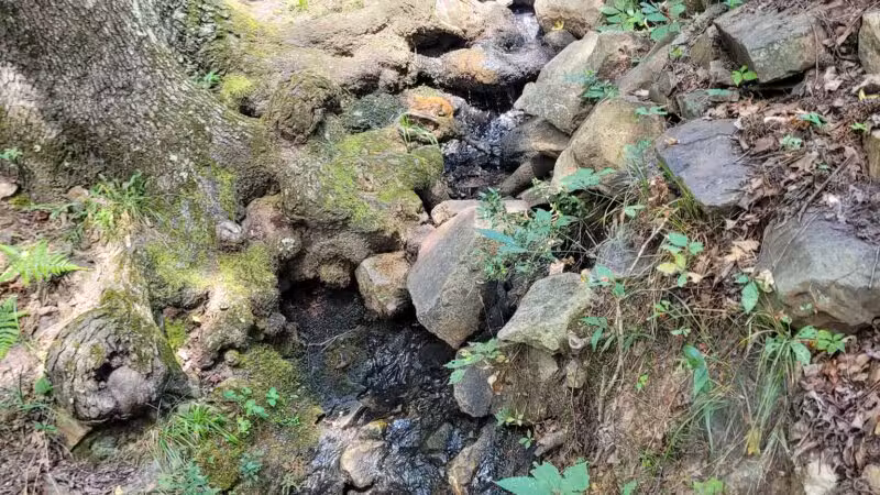 Rock Garden - Little Rock, AR