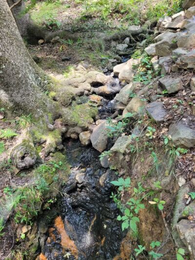 Rock Garden - Little Rock, AR