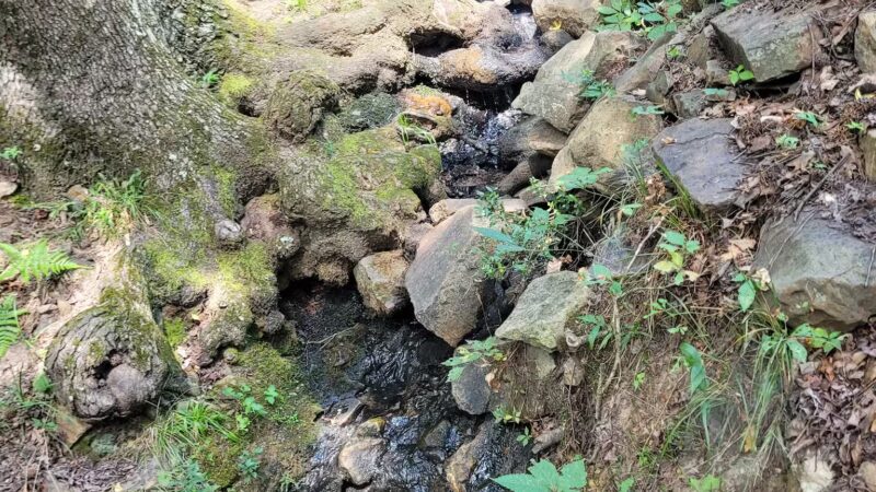 Rock Garden - Little Rock, AR