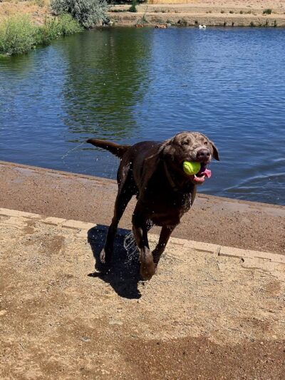 Chatfield Dog Park - Littleton, CO