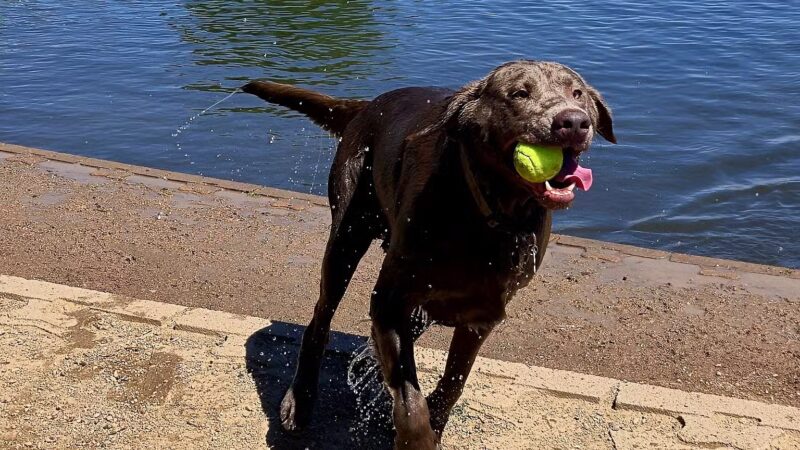 Chatfield Dog Park - Littleton, CO
