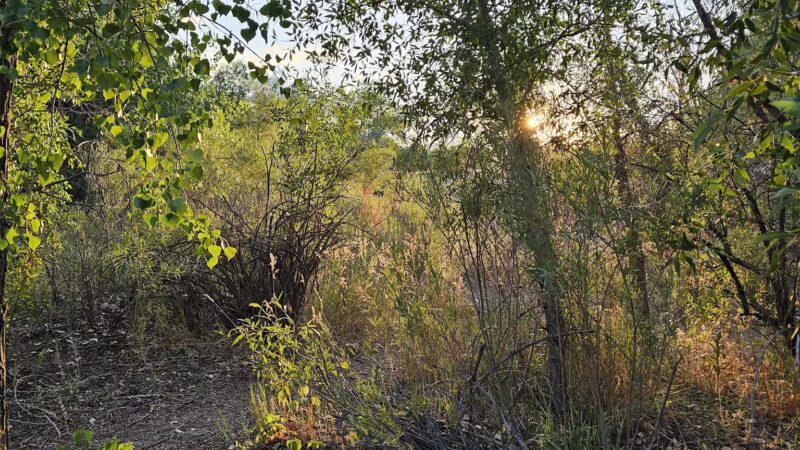 Chatfield Dog Park - Littleton, CO