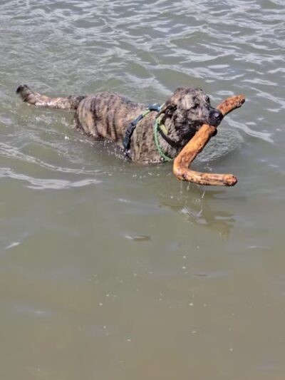 Chatfield Dog Park - Littleton, CO