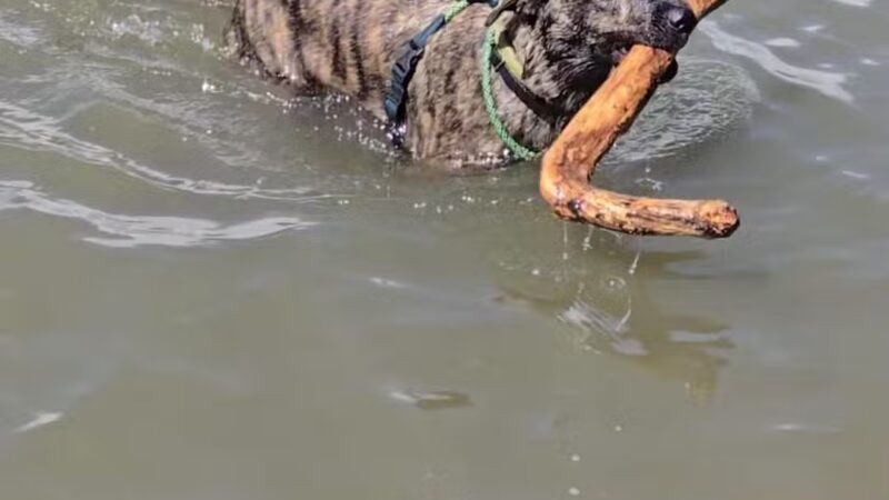 Chatfield Dog Park - Littleton, CO