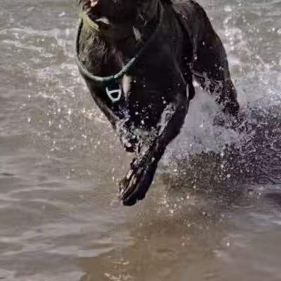 Chatfield Dog Park - Littleton, CO