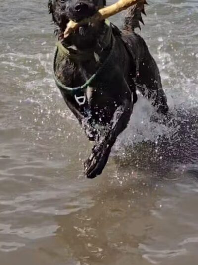 Chatfield Dog Park - Littleton, CO