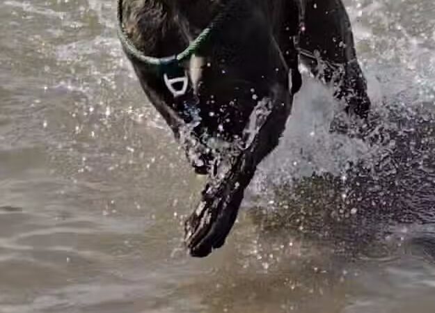 Chatfield Dog Park - Littleton, CO