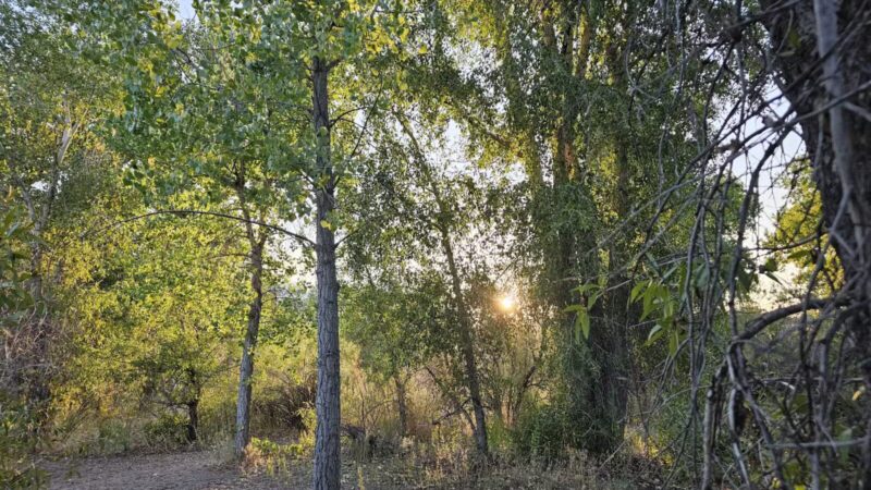 Chatfield Dog Park - Littleton, CO