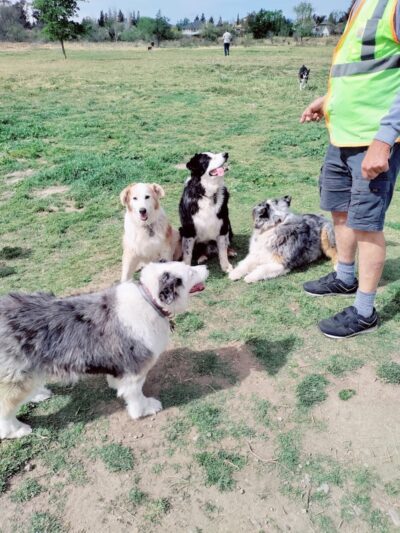 Livermore Canine Park - Livermore, CA