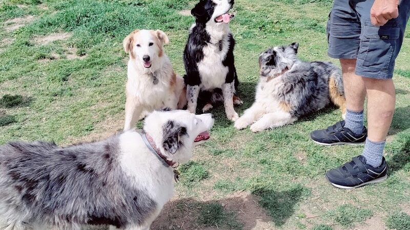 Livermore Canine Park - Livermore, CA