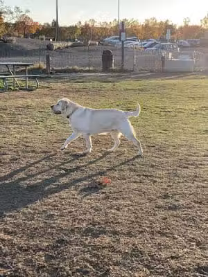 Livermore Canine Park - Livermore, CA