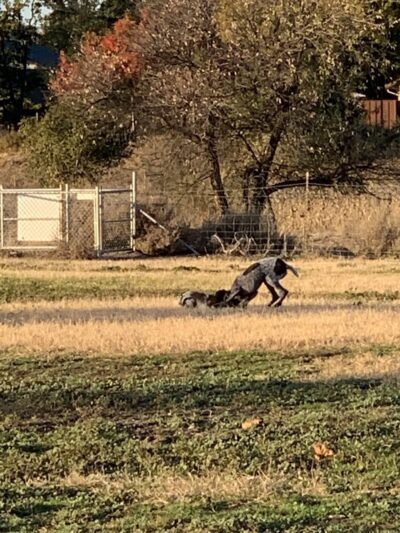 Livermore Canine Park - Livermore, CA