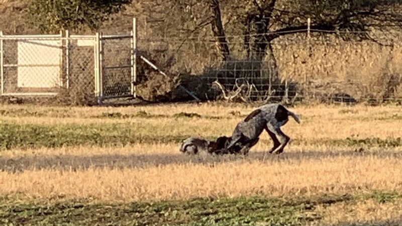 Livermore Canine Park - Livermore, CA