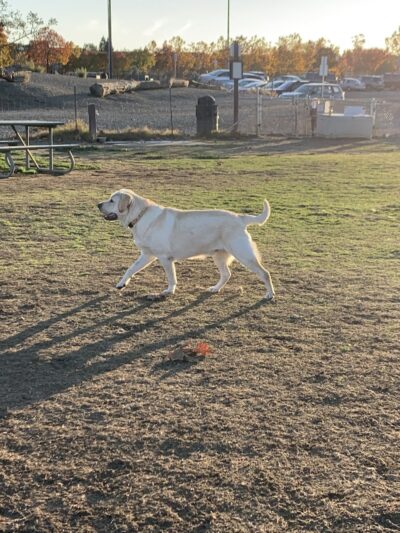 Livermore Canine Park - Livermore, CA