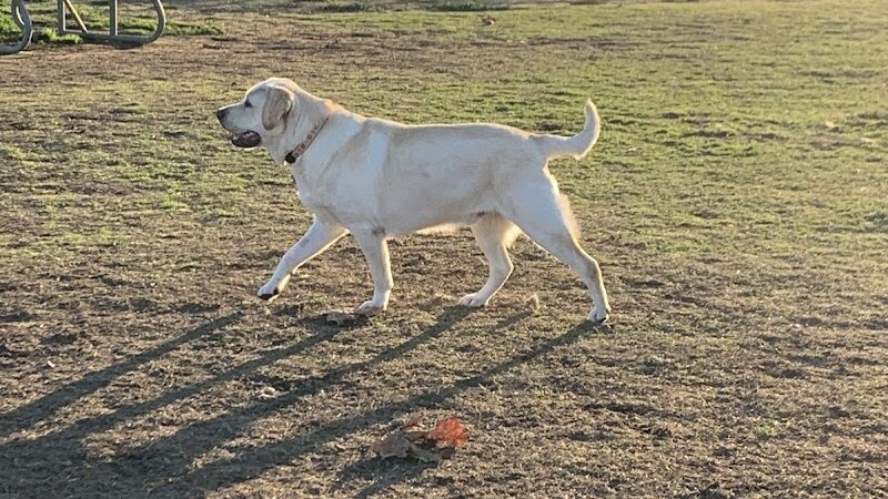 Livermore Canine Park - Livermore, CA